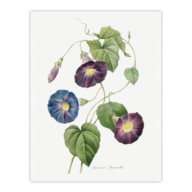 "Morning Glory Floral Redoute Vintage Huge Wall Art Poster Print 24X32"""