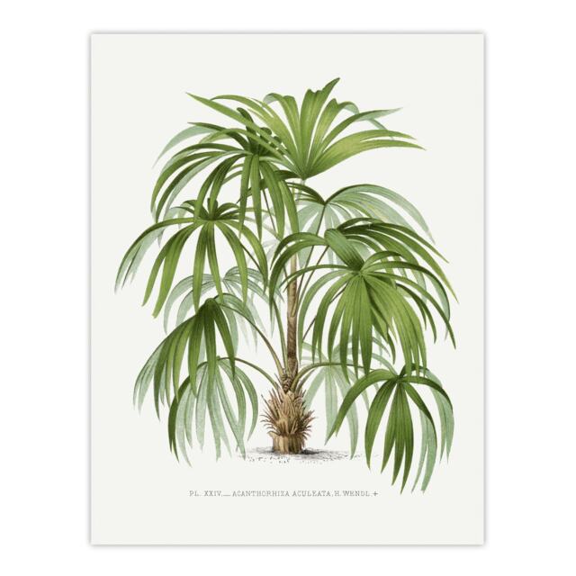 Acathophiza Aculeata Palm Tree Kerchove Huge Wall Art Print 18X24 In