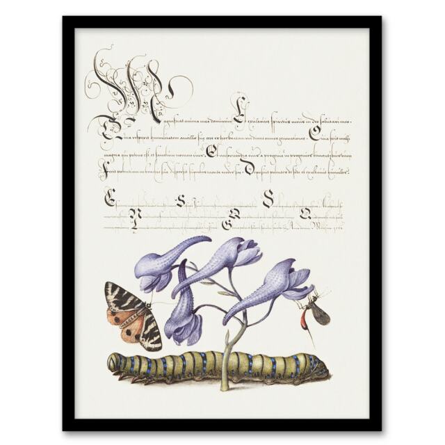 "Butterfly Caterpillar and Flower Calligraphy Framed Wall Art Print 12X16"""