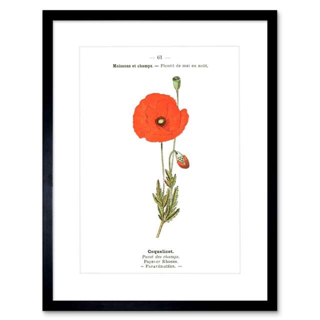 "Vintage Botanical Poppy Flower Coquelicot Papaver 9x7"" Black Framed Wall Art Print"