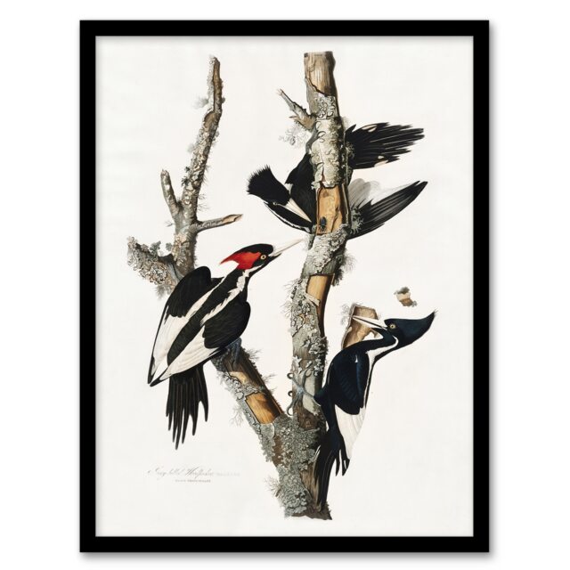 "Ivory Billed Woodpecker Audubon Nature Framed Wall Art Print 12X16"""
