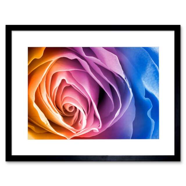 "Rainbow Gradient Colour Macro Rose Flower Bloom 9x7"" Black Framed Wall Art Print"