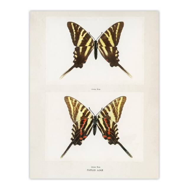 Papilio Ajax Butterfly Vintage Artwork Denton Huge Wall Art Print 18X24 In