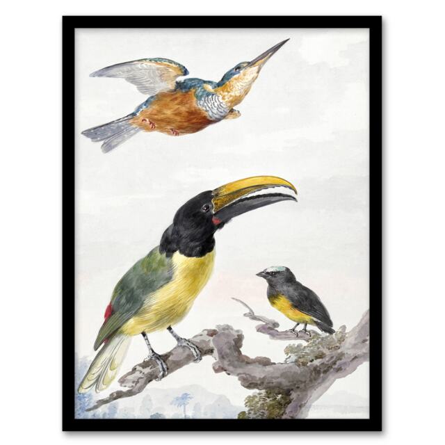 "Kingfisher Toucan Bird and a Sparrow Schouman Framed Wall Art Print 12X16"""