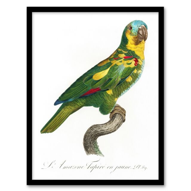 "The Turquoise Fronted Amazon Parrot Levaillant Framed Wall Art Print 12X16"""