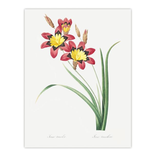 Harlequin Flowers Floral Redoute Vintage Huge Wall Art Print 18X24 In