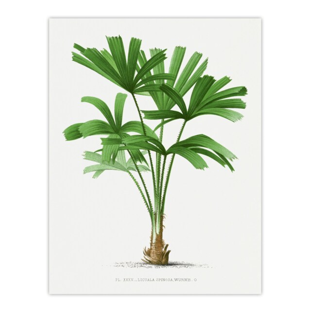 "Licuala Spinosa Palm Tree Oswald de Kerchove Huge Wall Art Poster Print 24X32"""
