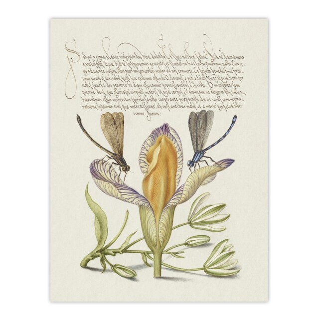 Damselflies on Spanish Iris Calligraphy Huge Wall Art Print 18X24 In