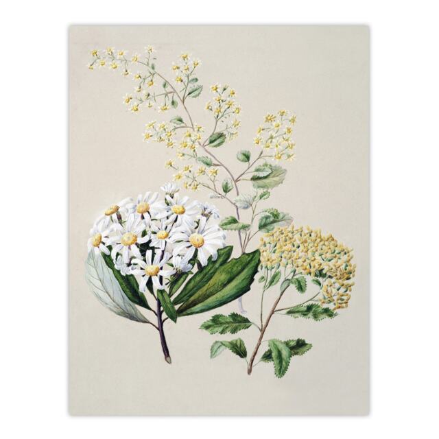 "New Zealand Three Senecio Flower Species Featon Wall Art Poster Print 24X32"""