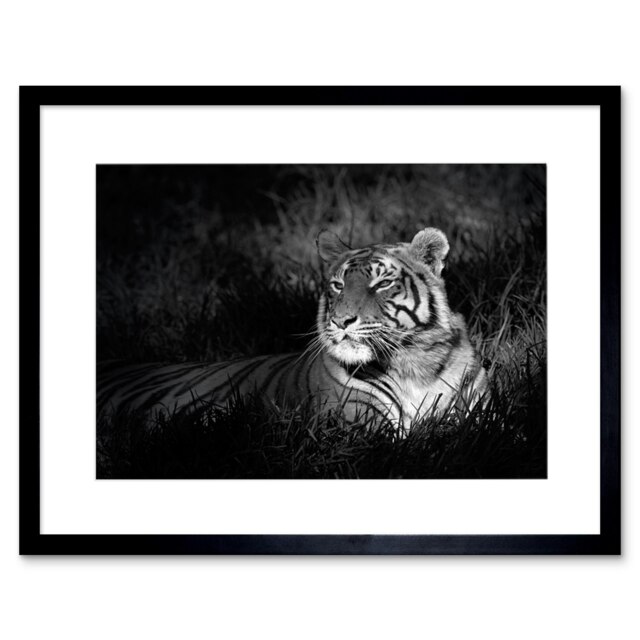 "Bengal Tiger Black White Photo Home Decor 12x16"" Framed Wall Art Print"