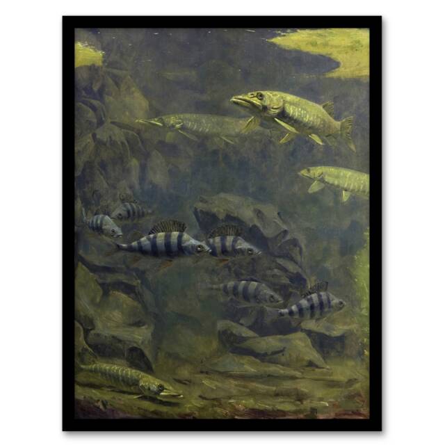 "Pike Perch Aquarium Vintage Framed Wall Art Print Gerrit Dijsselhof 12x16"""