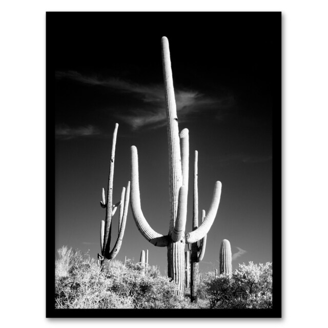 Carol M Highsmith Saguaro Cactus Black White Photograph Framed Wall Art Print A4