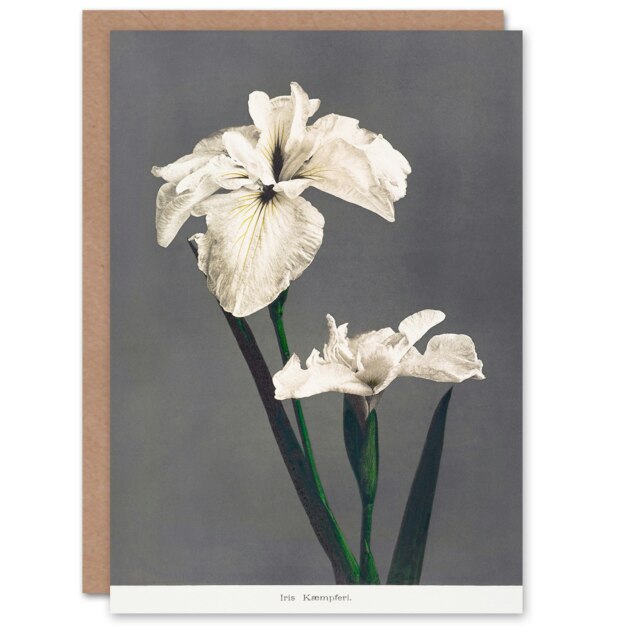 Ogawa Kazumasa Japanese Art Card White Water Iris Flowers