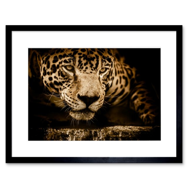 "Fierce Jaguar Prowling Animal Photograph Big Cat Lover 9x7"" Black Framed Wall Art Print"