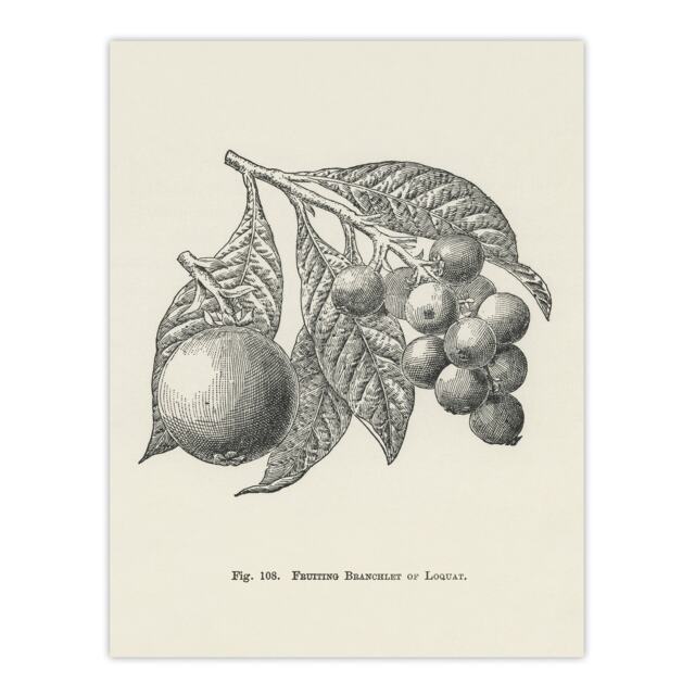 Fruit Growers Guide Vintage Loquat Artwork Wright Huge Wall Art Print 18X24 In