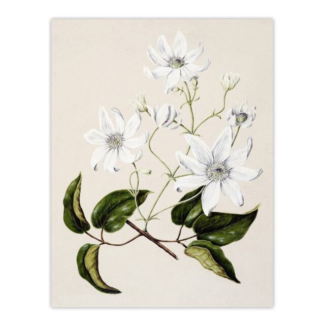 "New Zealand Puawananga Clematis Flowers Featon Huge Wall Art Poster Print 24X32"""
