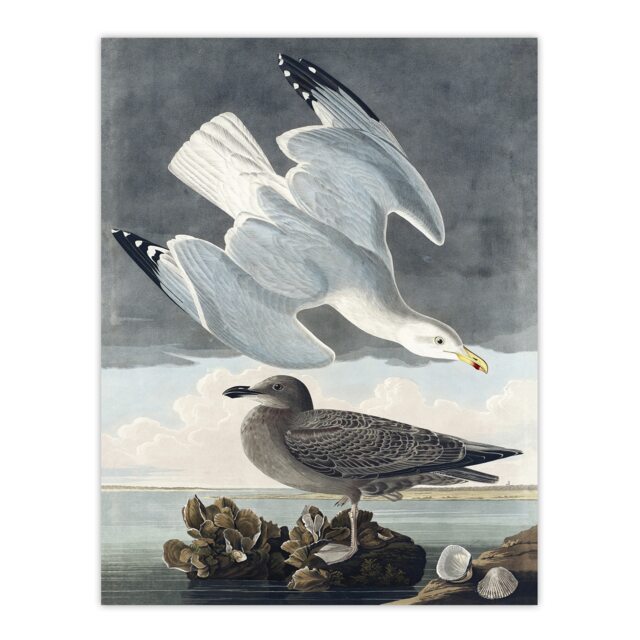 "Birds of America Herring Gull Audubon Nature Wall Art Poster Print 12X16"""