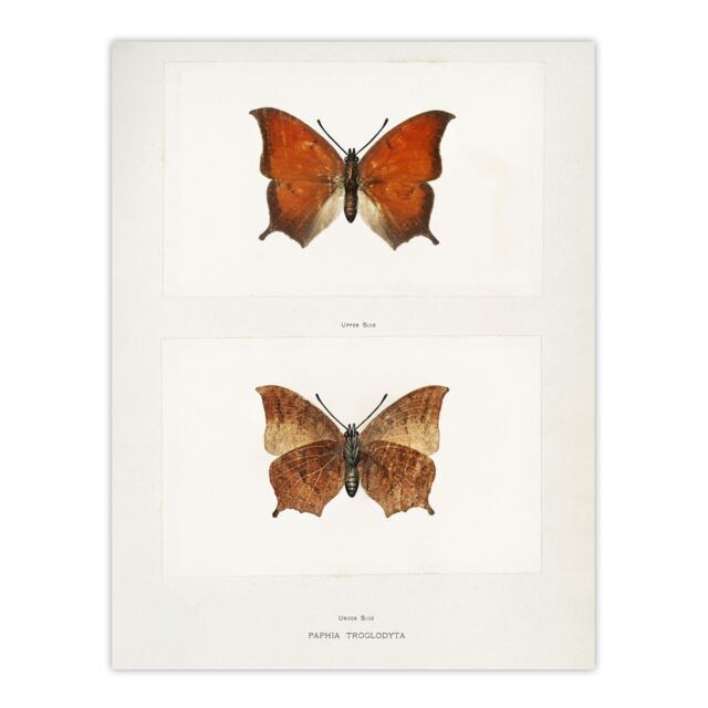 Tropical Leafwing Butterfly Sherman Denton Huge Wall Art Print 18X24 In