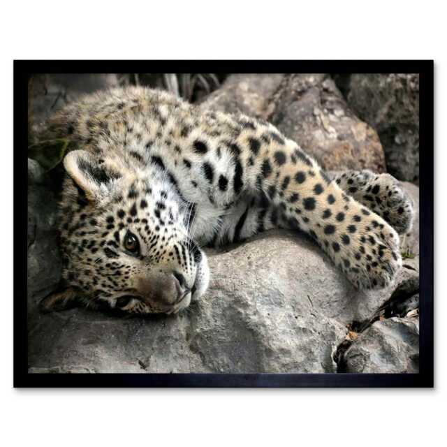 "Jaguar Cub Big Cat Nature Home Decor 12x16"" Framed Wall Art Print"
