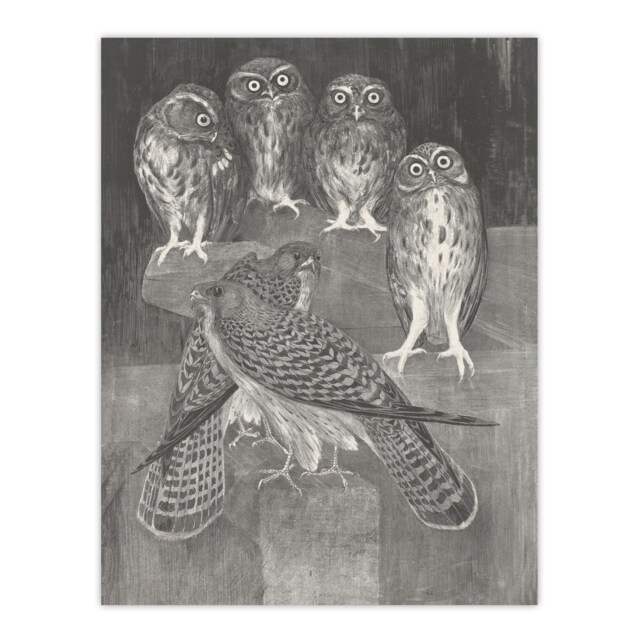 "Four Owls and Two Kestrels Vintage Wall Art Print van Hoytema 24x32"""