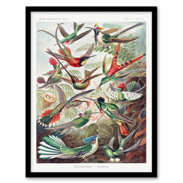 Ernst Haeckel Framed Wall Art Print Kolibri Birds Hummingbird Species Home Décor