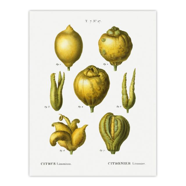 Lemon Citrus Fruit Illustration Redoute Vintage Huge Wall Art Print 18X24 In