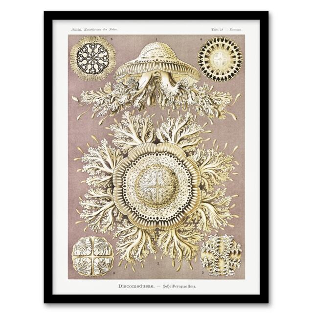"Jellyfish Discomedusae Vintage Haeckel Framed Wall Art Print 12X16"""