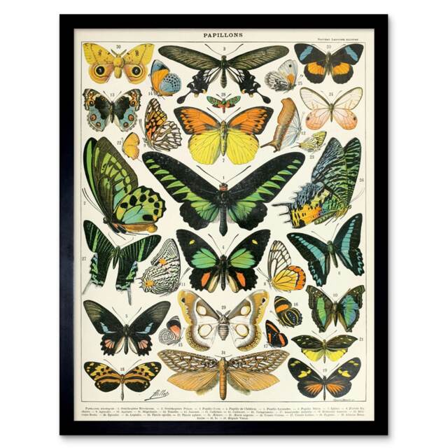 "Millot Encyclopedia Page Moths Butterflies 12x16"" Framed Wall Art Print"