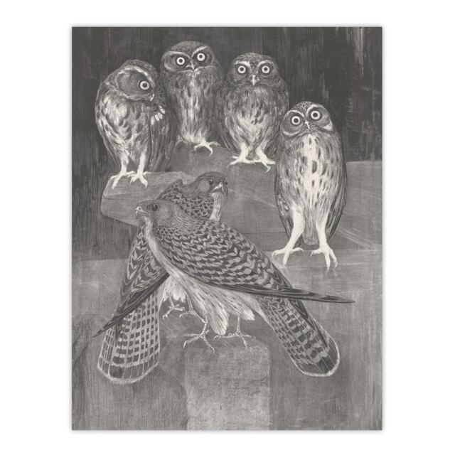 "Four Owls and Two Kestrels Vintage Wall Art Print van Hoytema 12x16"""
