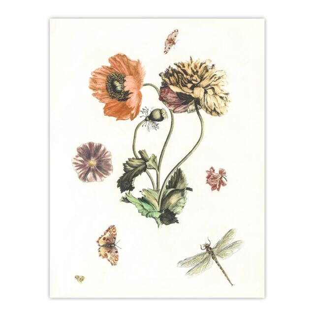 Poppies Butterflies and Dragonfly Teyler Huge Wall Art Poster Print