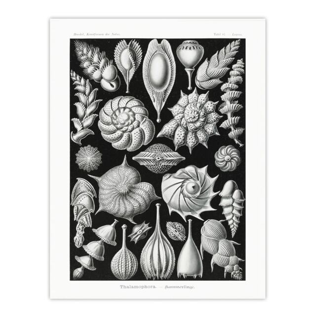 "Thalamophora Forams Shells Haeckel Botanical Wall Art Poster Print 12X16"""