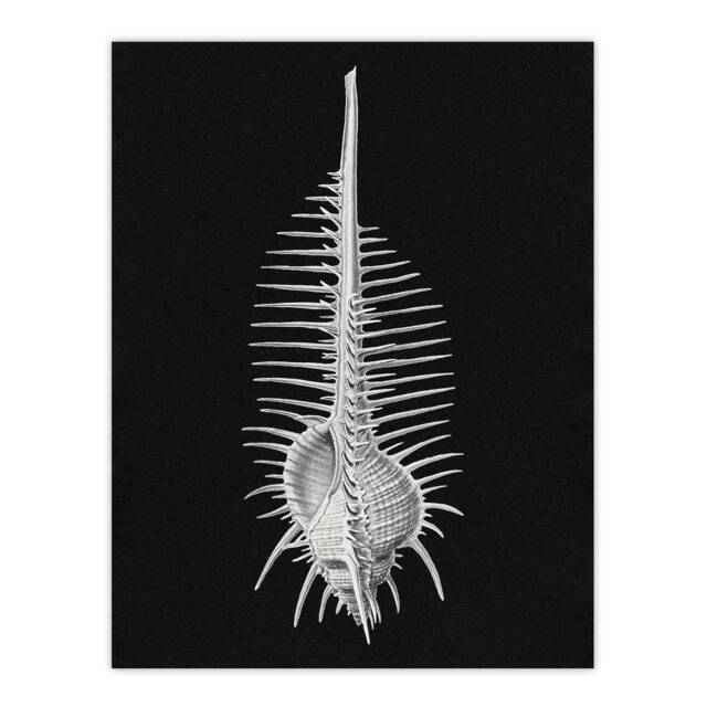"Sea Shell Sketch on Black Haeckel Botanical Wall Art Poster Print 12X16"""