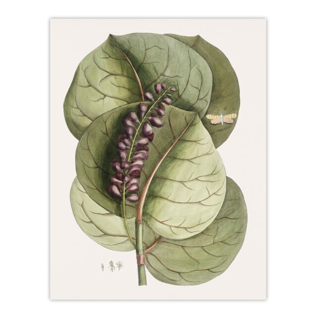 Mangrove Grape Tree Vintage Botanical Catesby Huge Wall Art Poster Print