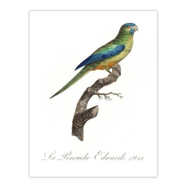 Turquoise Ground Parakeet Levaillant Huge Wall Art Print 18X24 In