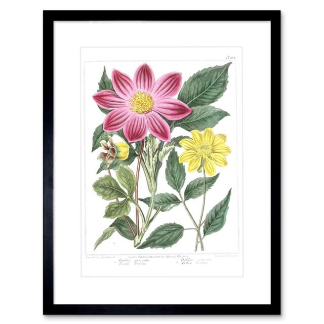 "Vintage Botanical Flower Purple and Yellow Dahlia 9x7"" Black Framed Wall Art Print"