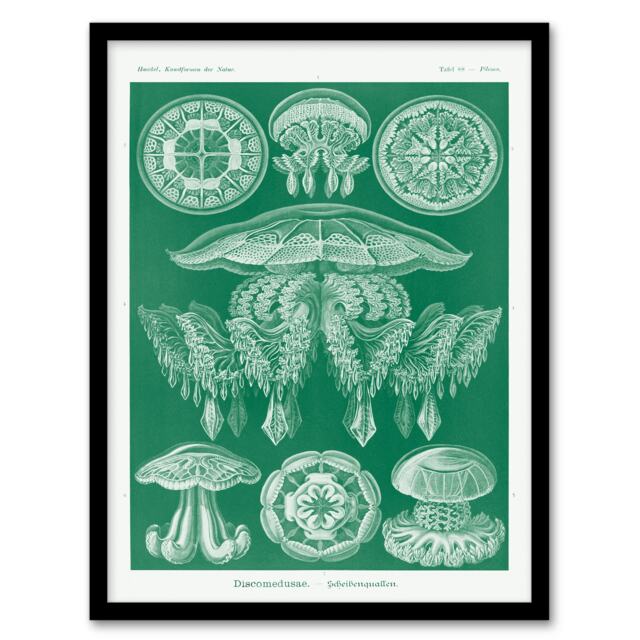 Ernst Haeckel Framed Wall Art Print Discomedusae Jellyfish Species Home Décor