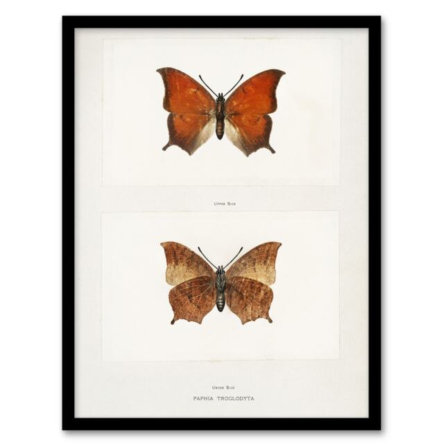 "Tropical Leafwing Butterfly Sherman Denton Framed Wall Art Print 12X16"""