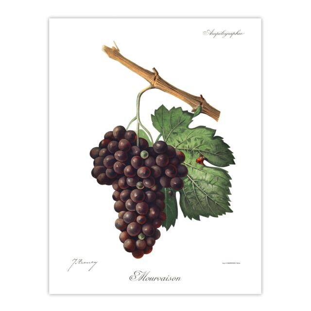 Wine Grapes Mourvaison Ampelography Troncy Huge Wall Art Print 18X24 In