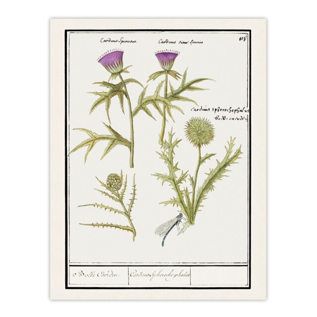 "Thistle and Artichoke Flowers de Boodt Wall Art Poster Print 12X16"""
