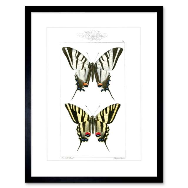 "Vintage Tiger Butterflies Butterfly 9x7"" Black Framed Wall Art Print"