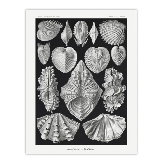 "Mollusks Clams Oysters Haeckel Botanical Huge Wall Art Poster Print 24X32"""
