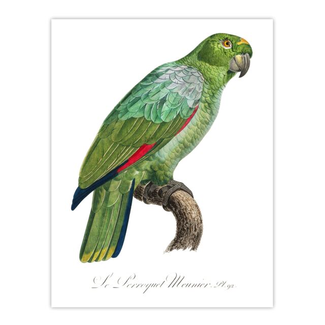 "The Southern Mealy Amazon Parrot Levaillant Wall Art Poster Print 12X16"""