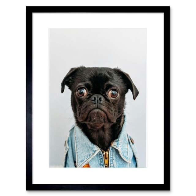 "Deluvio CUte Pug Puppy Dog Denim Jacket 9x7"" Black Framed Wall Art Print"