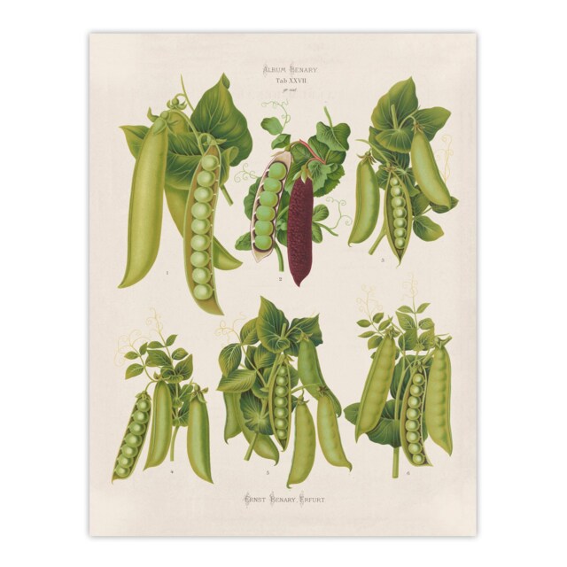 "Peas Kitchen Vintage Botanical Ernst Benary Wall Art Poster Print 12X16"""