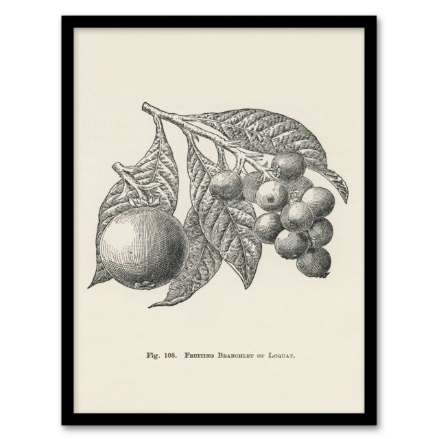 John Wright Framed Wall Art Fruit Growers Guide Vintage Loquat Illustration
