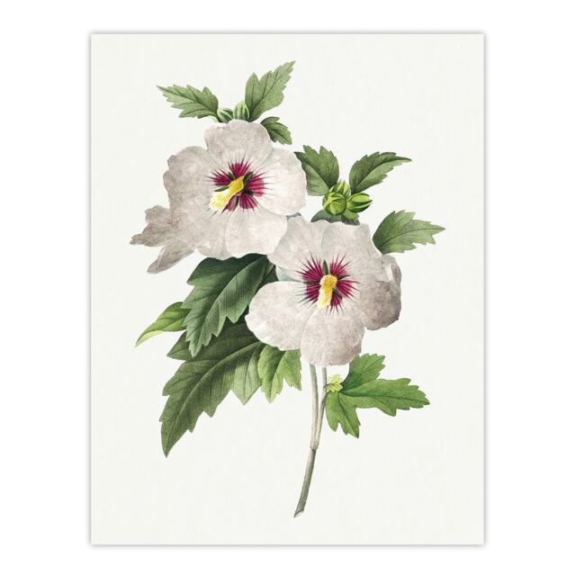 "Hibiscus Flower Illustration Redoute Vintage Huge Wall Art Poster Print 24X32"""