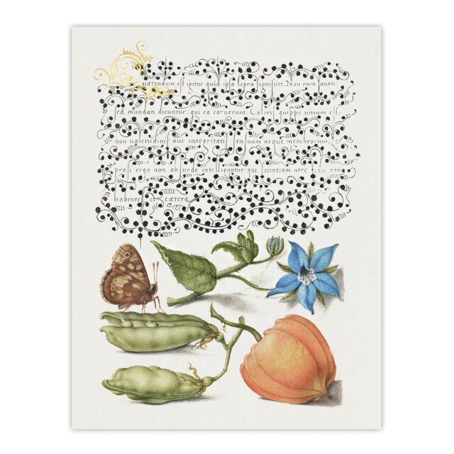 "Talewort Pea and Lantern Plant Calligraphy Huge Wall Art Poster Print 24X32"""
