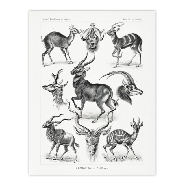 "Antelope Savanna Africa Haeckel Botanical Huge Wall Art Poster Print 24X32"""