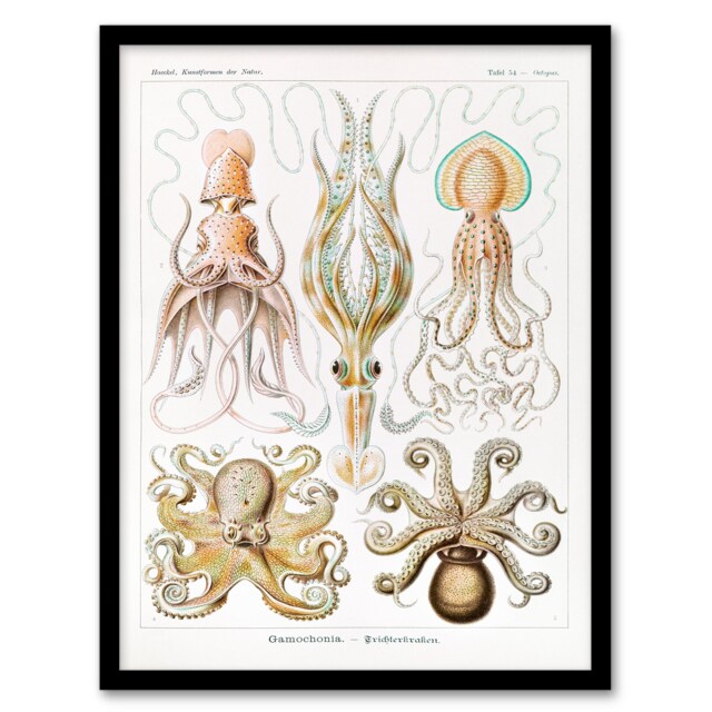 Ernst Haeckel Framed Wall Art Squid and Octopus Vintage Illustrations Home Décor