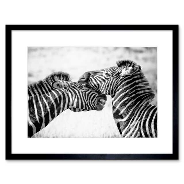 "Wild Zebra Kruger Park Africa 9x7"" Black Framed Wall Art Print"